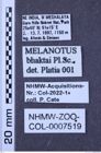 Etiketten zu Melanotus bhaktai (NHMW-ZOO-COL-0007519)